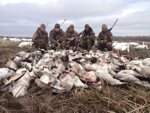 Guided Snow Goose Hunts